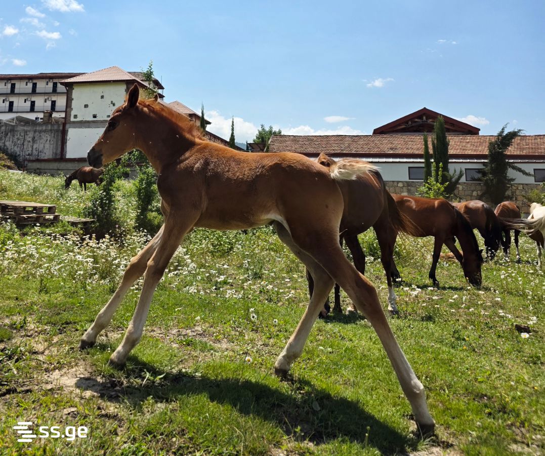 3 Room Private House For Rent. Telavi view 8