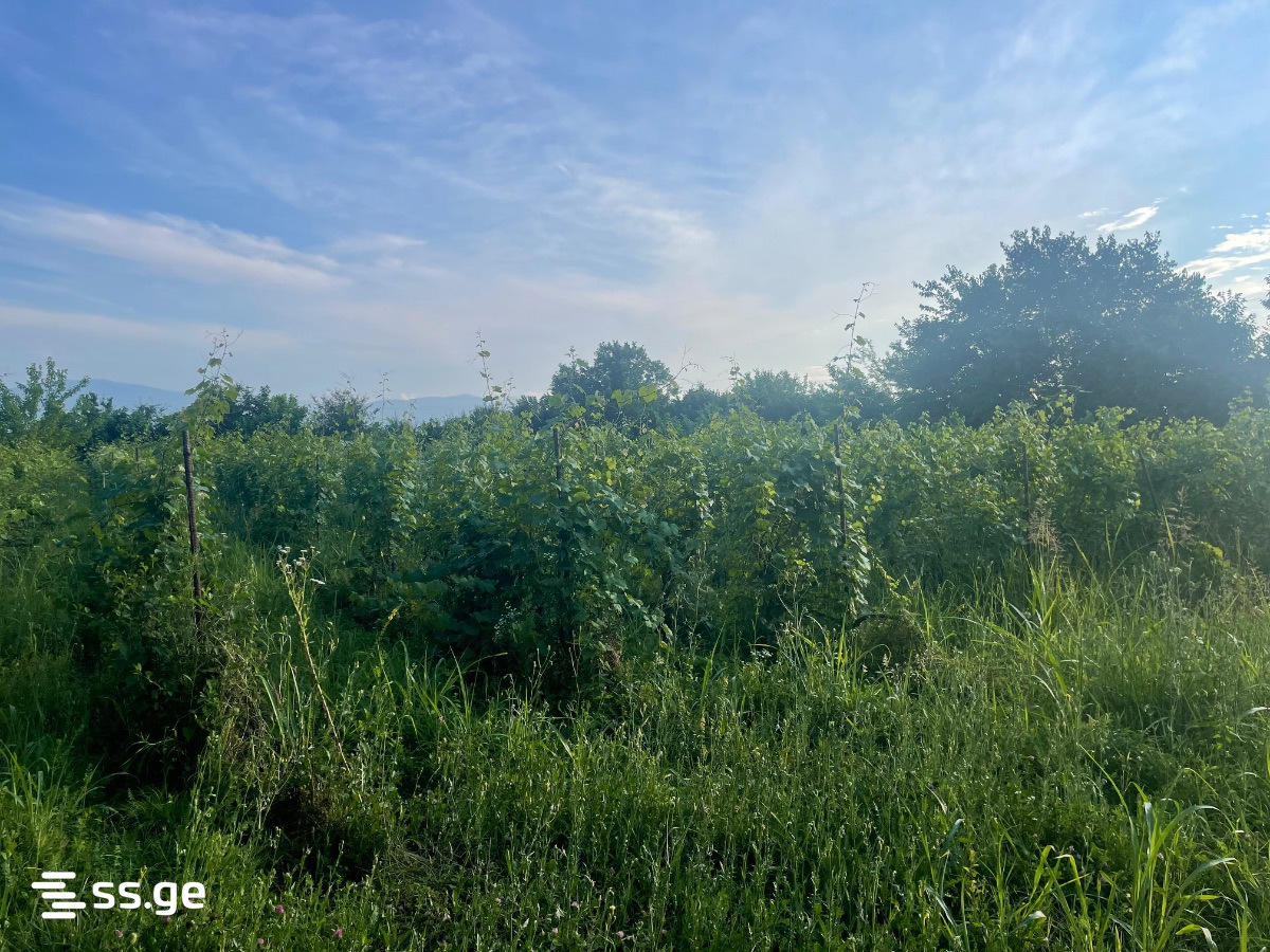 Land For Sale. Telavi, 1 of 1