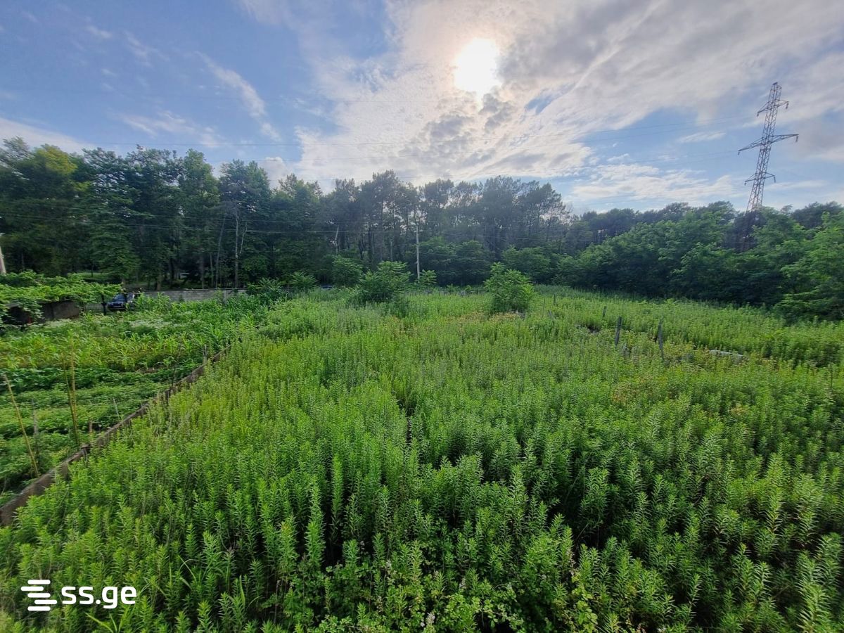 Land For Sale. Poti view 2