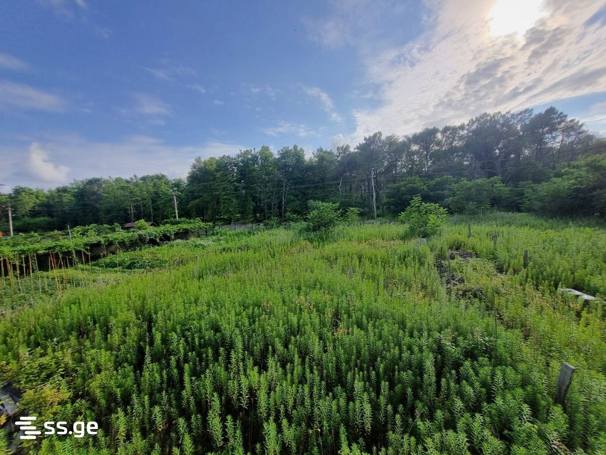 Land For Sale. Poti view 3