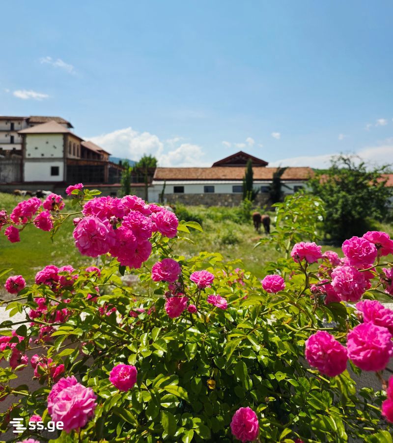 3 Room Private House For Rent. Telavi view 6
