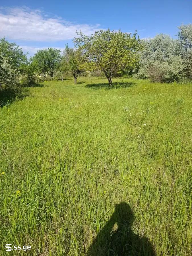 Land For Sale. Gori view 8