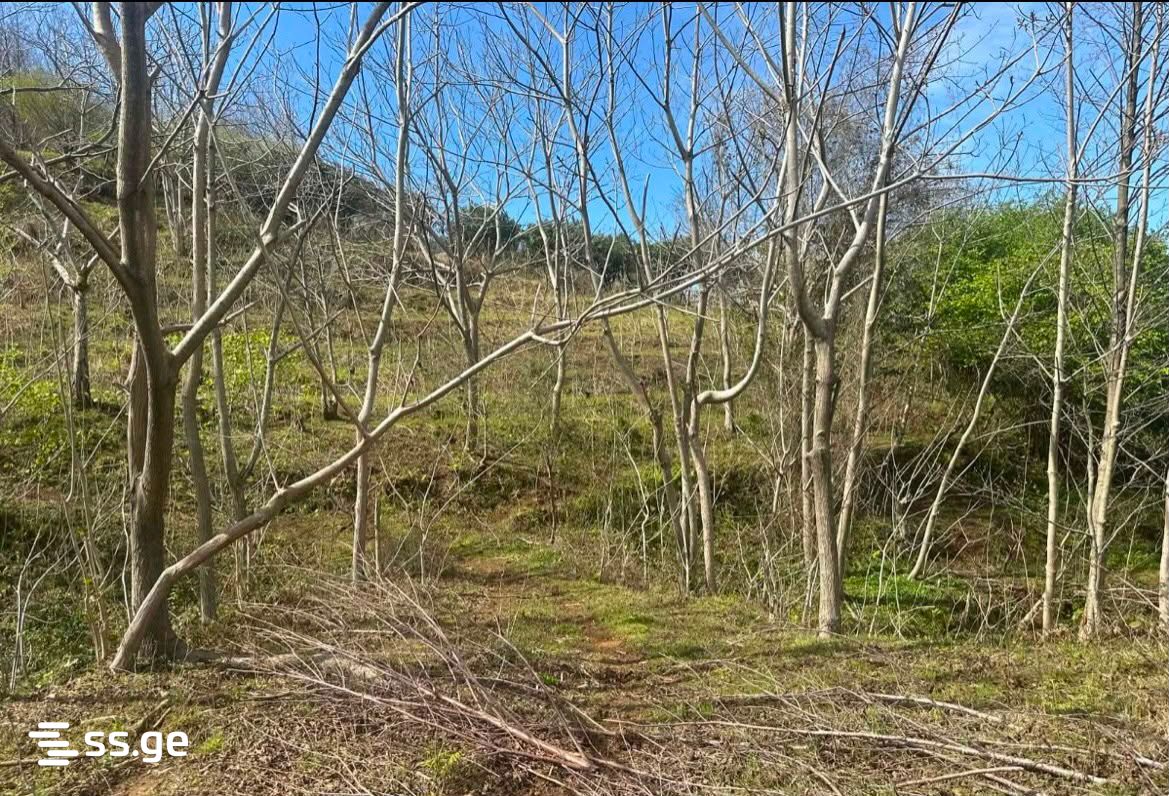 Land For Sale. Gonio view 6