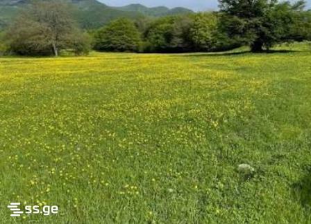 Land For Sale. Orbeti view 1