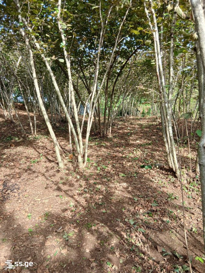 Land For Sale. Zugdidi view 19
