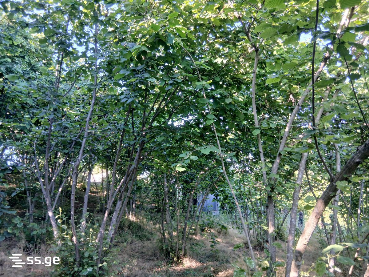 Land For Sale. Zugdidi view 24