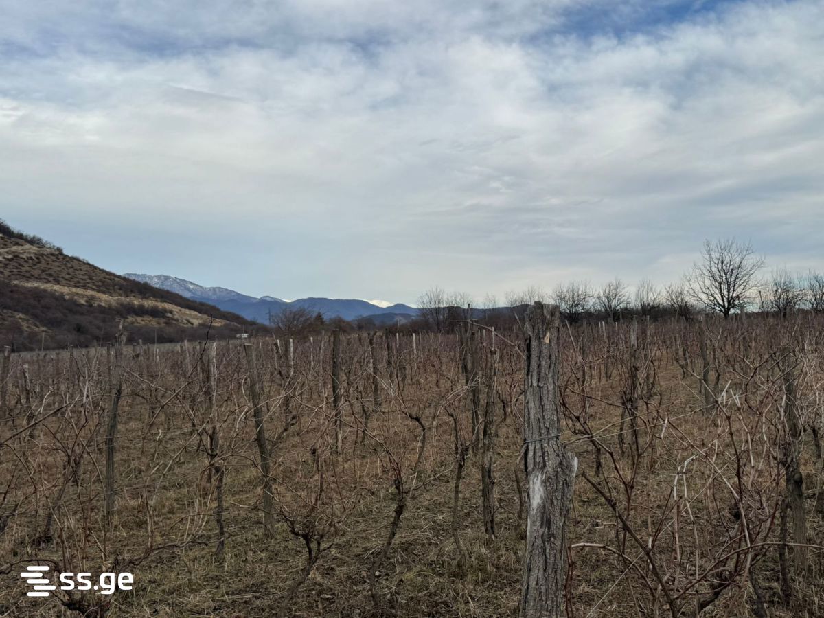Hotel For Sale. Kvareli view 14