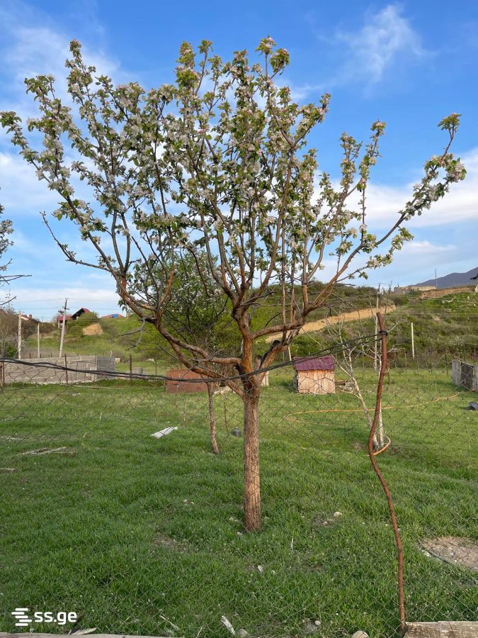Land For Sale. Saguramo, 4 of 4