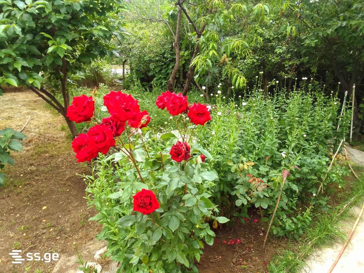 Private House For Sale. Saguramo, 4 of 4