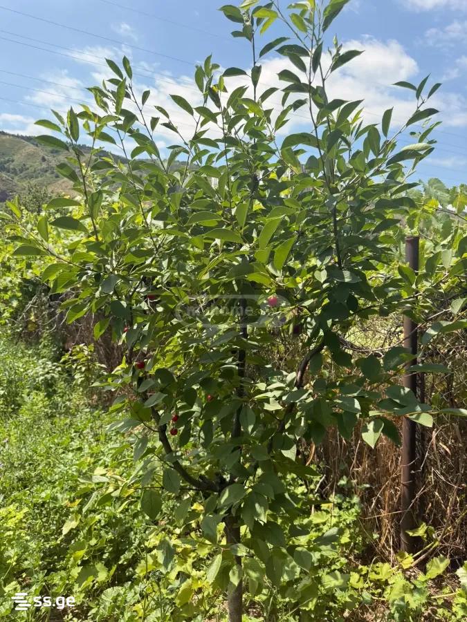 Land For Sale. Isani view 3