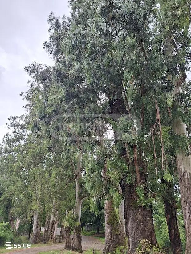 Land For Sale. Shekvetili view 8