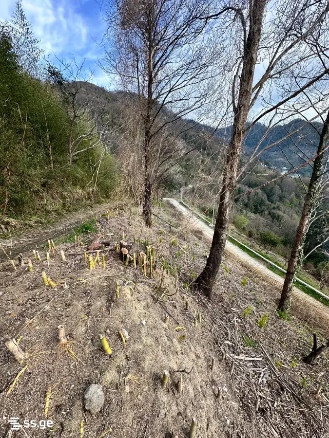 Land For Sale. Gonio view 5