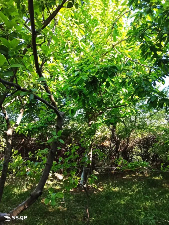 Land For Sale. Gldani view 3