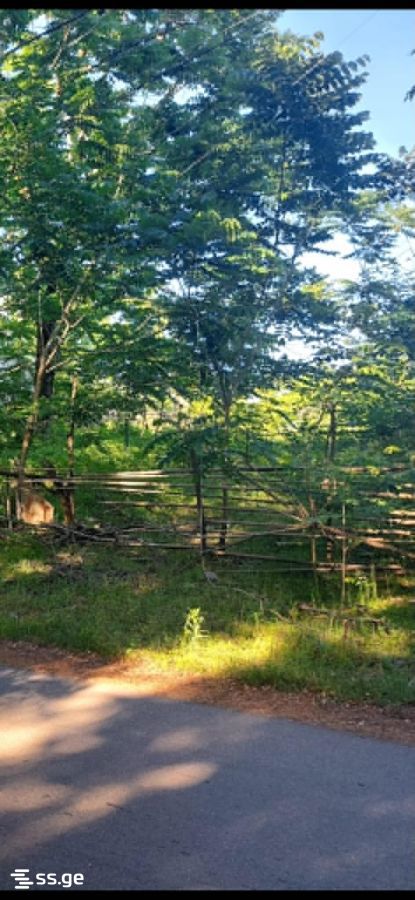Land For Sale. Shekvetili view 7