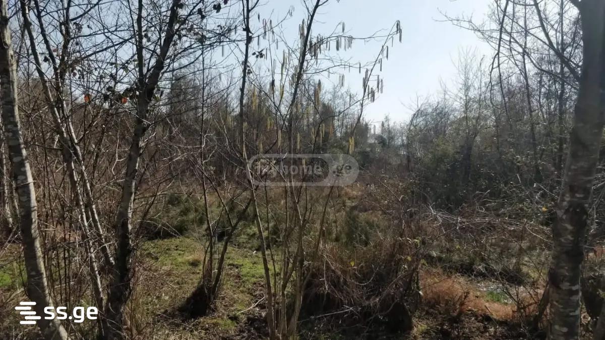 Land For Sale. Shekvetili view 2
