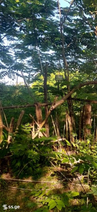 Land For Sale. Shekvetili view 4