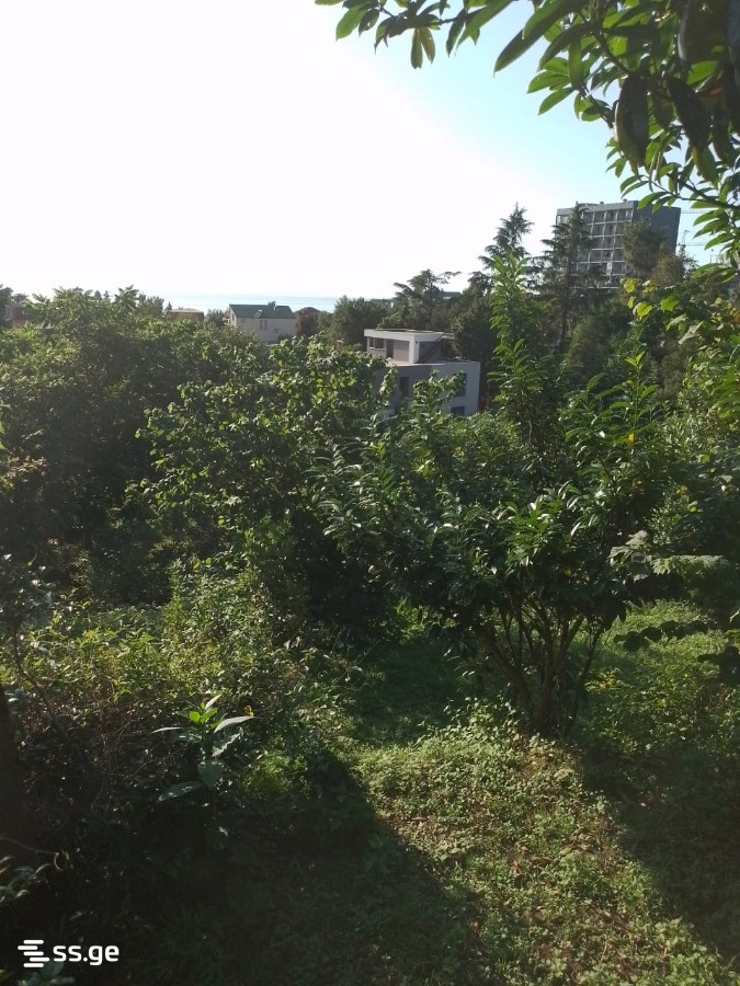 Land For Sale. Makhindjauri view 5