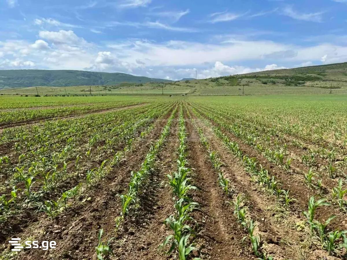 Land For Sale. Kaspi view 6