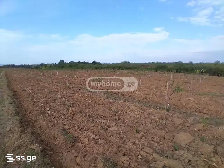 Land For Sale. Senaki view 5