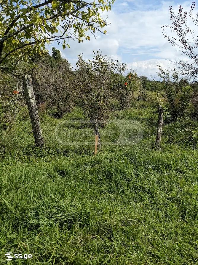 Land For Sale. Shekvetili view 6