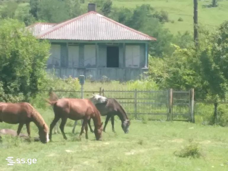 Land For Sale. Senaki view 1