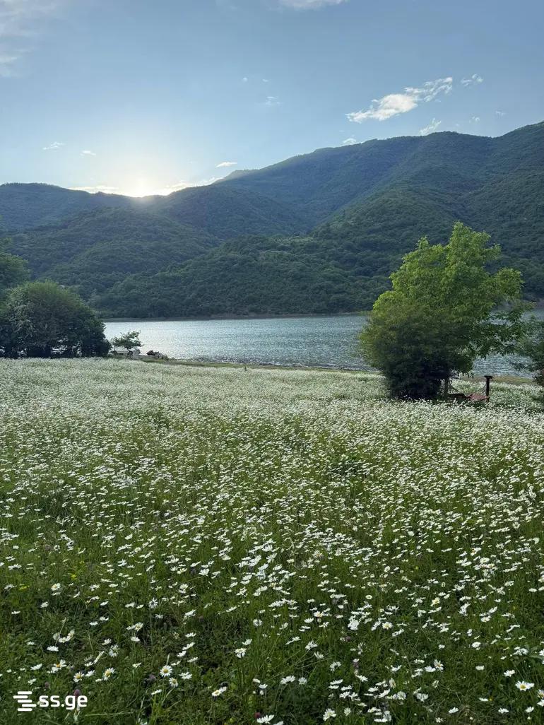 2 Room Summer Cottage Daily Rent. Bazaleti view 10