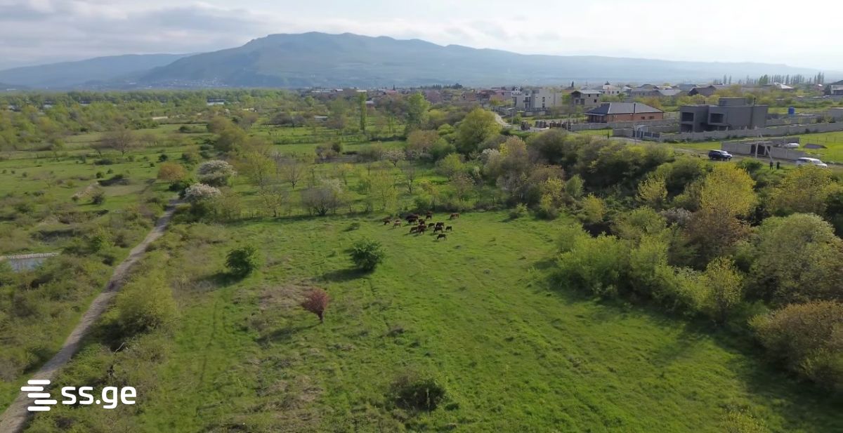 იყიდება მიწა მისაკციელიში view 3