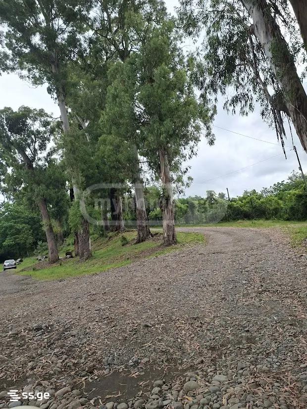 Land For Sale. Shekvetili view 5