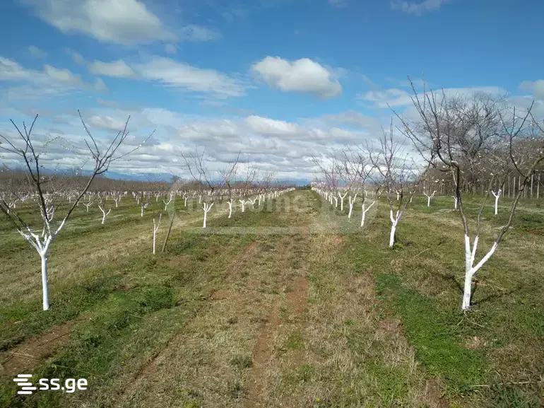 Land For Sale. Senaki view 10