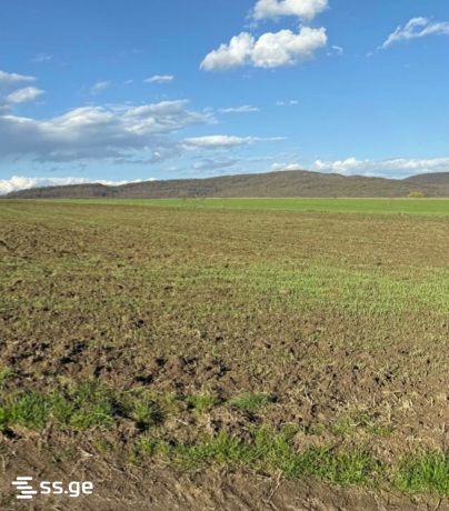 Land For Sale. Kaspi view 1