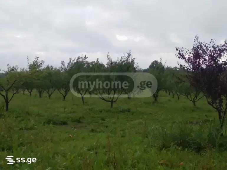 Land For Sale. Senaki view 14