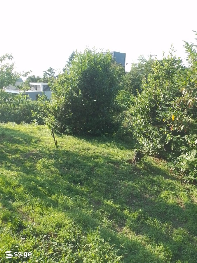 Land For Sale. Makhindjauri view 8