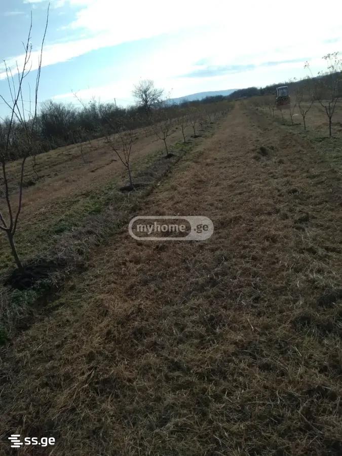 Land For Sale. Senaki view 9