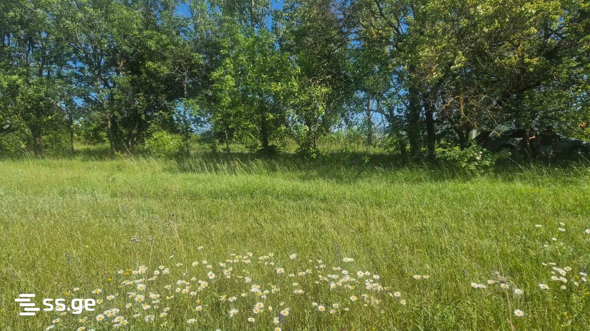 For Sale Sasoplo-Sameurneo Land Plot Dushetis Munitsipalitetshi view 11