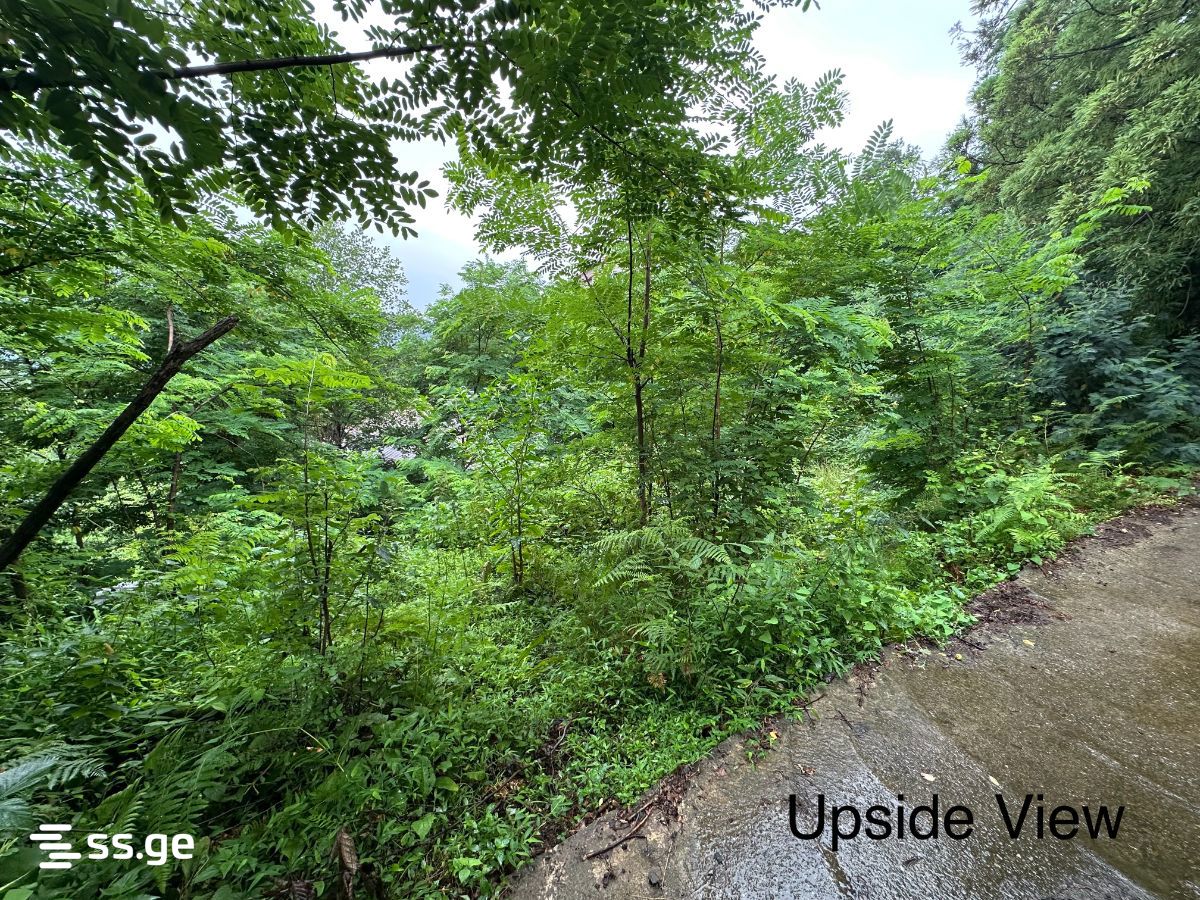 For Sale Sasoplo-Sameurneo Land Plot Khelvachauris Munitsipalitetshi view 13