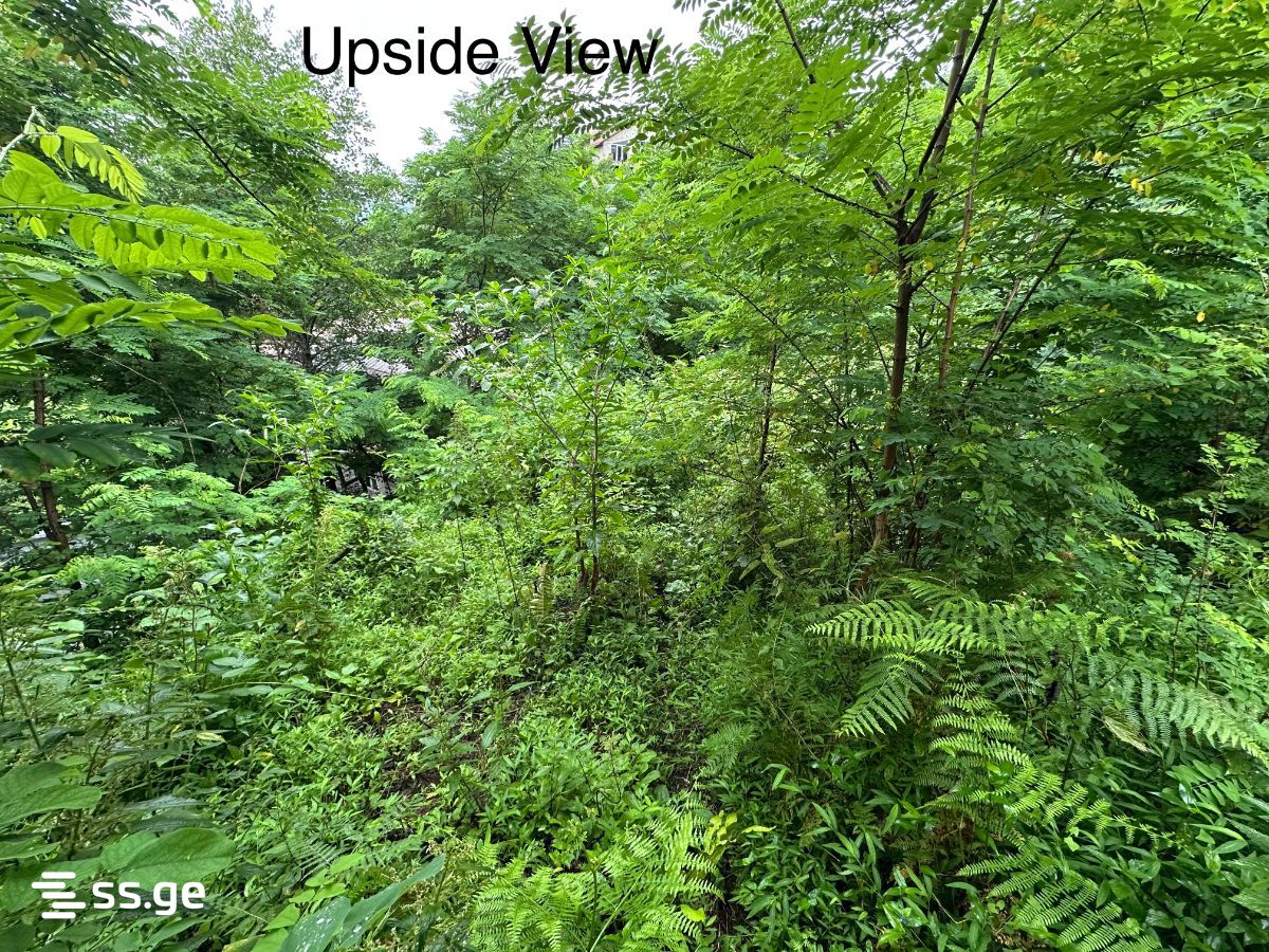 For Sale Sasoplo-Sameurneo Land Plot Khelvachauris Munitsipalitetshi view 18