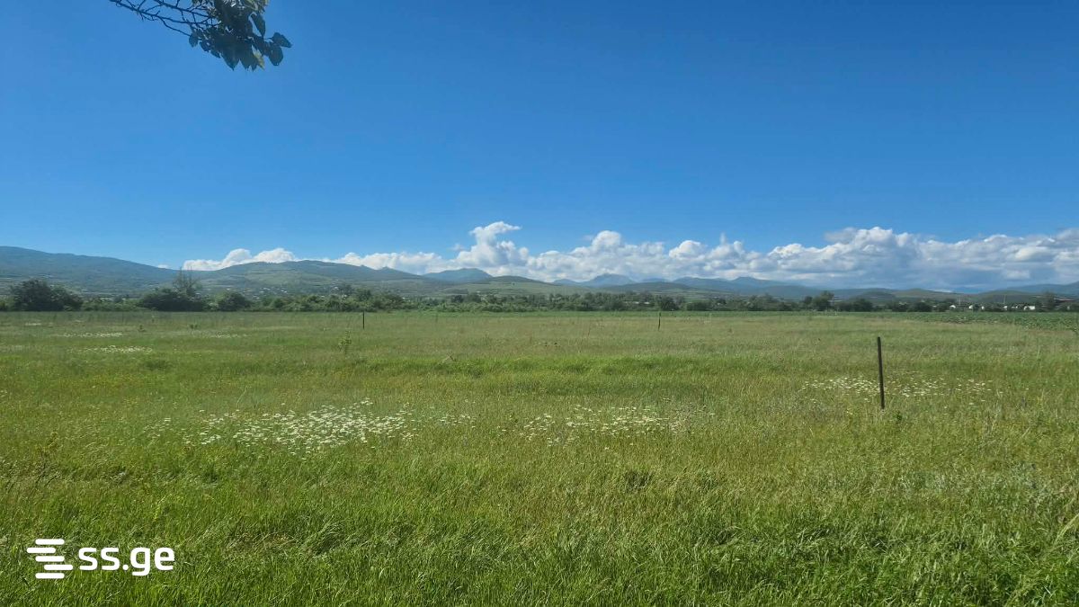For Sale Sasoplo-Sameurneo Land Plot Dushetis Munitsipalitetshi view 12
