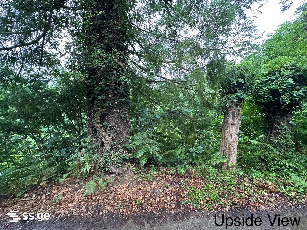 For Sale Sasoplo-Sameurneo Land Plot Khelvachauris Munitsipalitetshi view 15