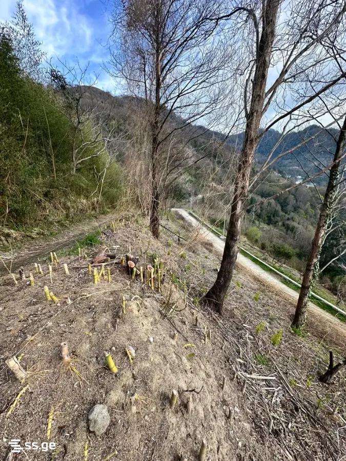 Land For Sale. Gonio view 4