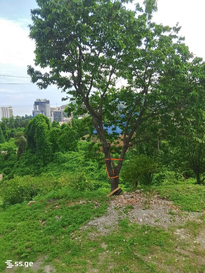3 Room Private House For Rent. Makhindjauri view 15