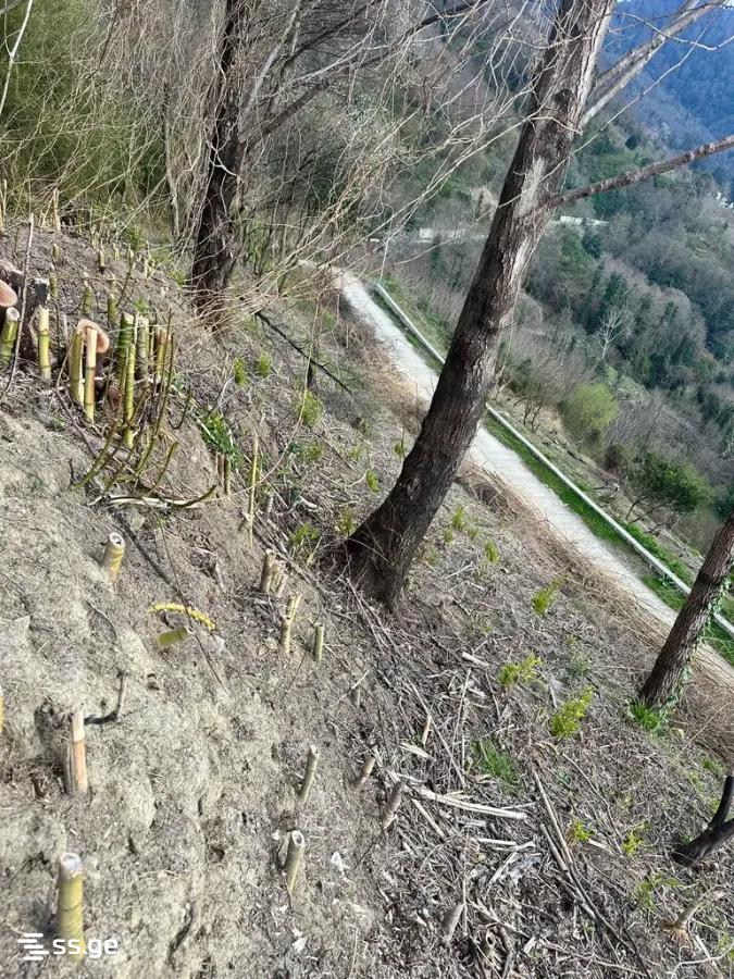 Land For Sale. Gonio view 9