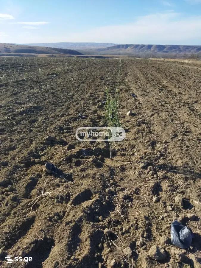 Land For Sale. Gurjaani view 2