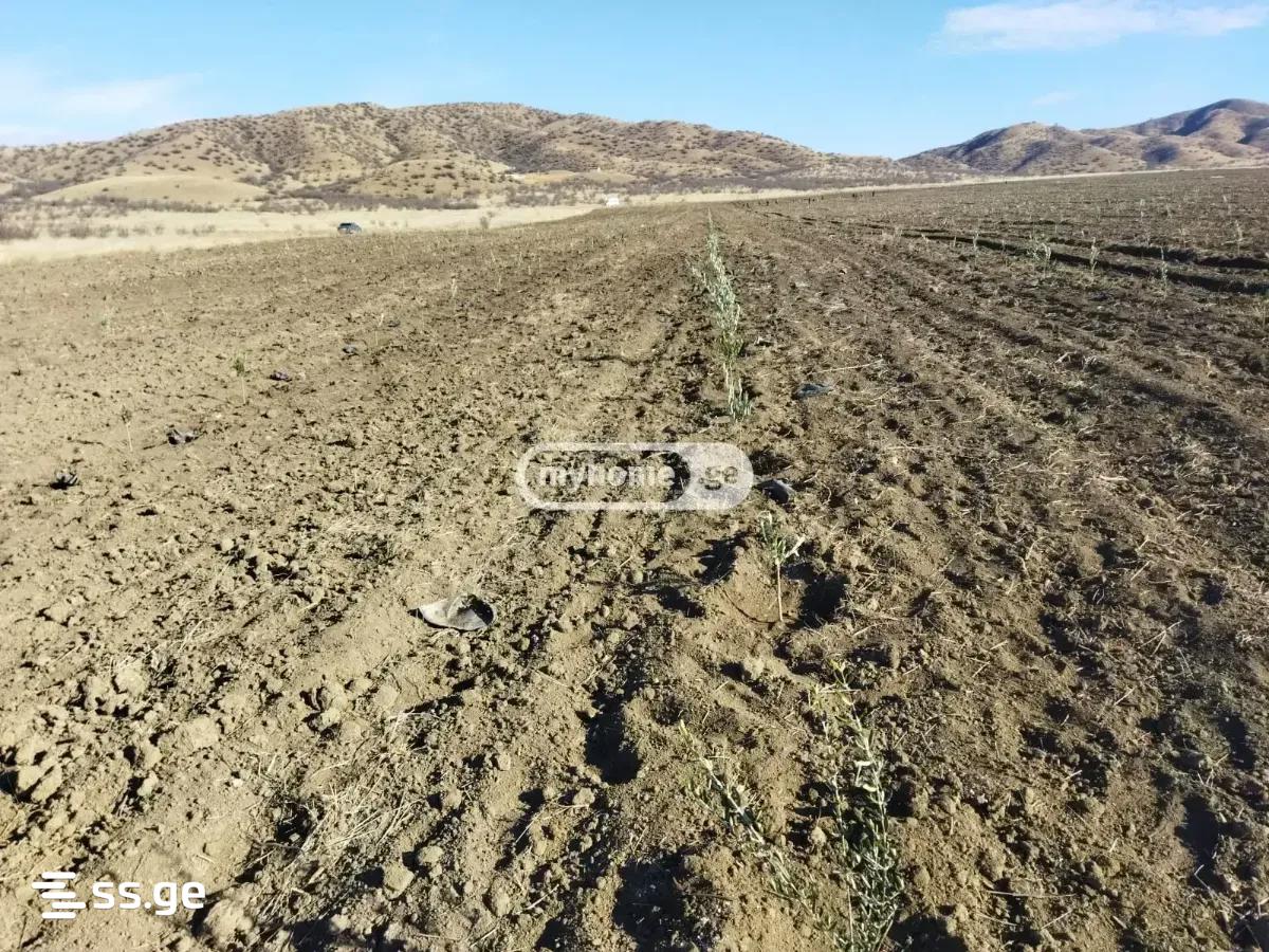 Land For Sale. Gurjaani view 1