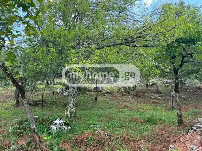https://static.ss.ge/20260804/19_9588d2d1-ac90-475a-a689-12a27d0ce3f1_Thumb.jpg