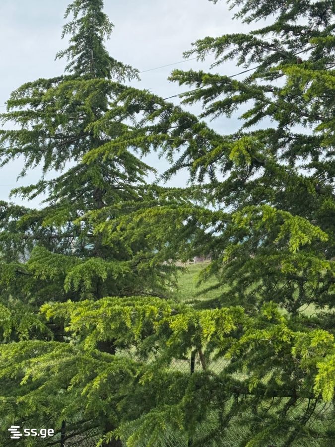 3 Room Summer Cottage Daily Rent. Mukhattskaro view 13