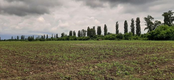 https://static.ss.ge/20260815/1_3d0586e1-1c8a-4fa8-bbba-196bc73371aa_Thumb.jpg