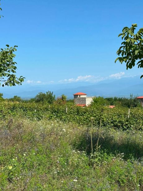 https://static.ss.ge/20260820/12_551dfcb3-fcef-4c28-995b-e5797e560d58_Thumb.jpg