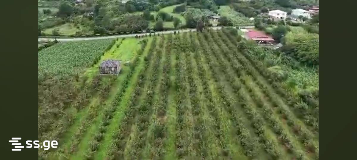 Land For Sale. Zugdidi view 2