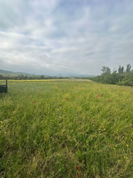 https://static.ss.ge/20260824/5_189048fb-d2ce-423c-8001-30ba85c19729_Thumb.jpg