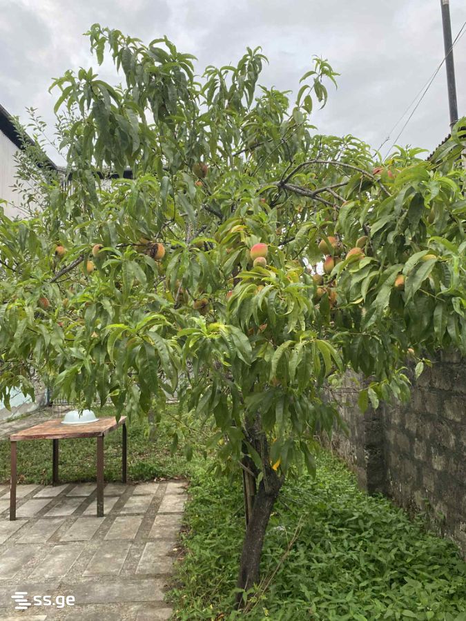 Продажа Private House в озургети view 14